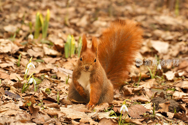 红松鼠(Sciurus vulgaris)和雪花莲，春天